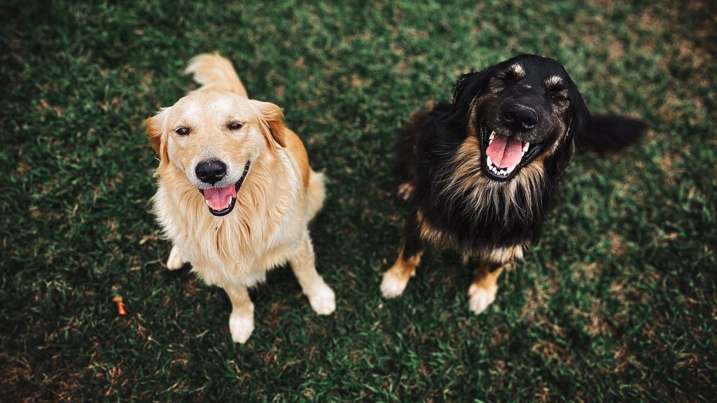 dos perros sentados en un jardín mirando a la camara con la lengua fuera