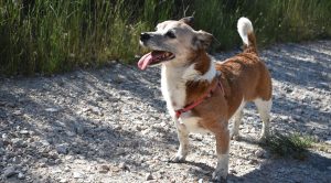 perro en la naturaleza con la lengua fuera y feliz