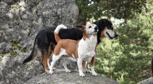 dos perros subidos en una roca en la naturaleza