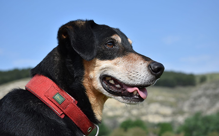educación canina blog
