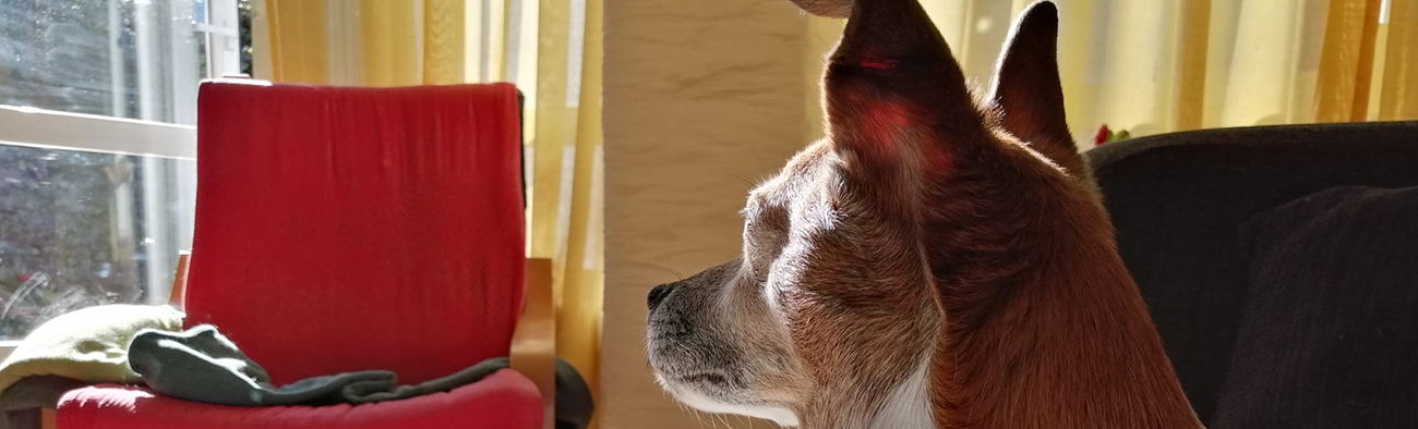 ¿Qué ocurre con los perros tras el confinamiento?