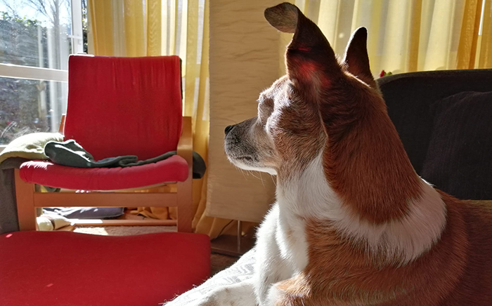 perros confinamiento