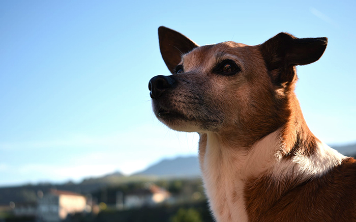 educación canina blog