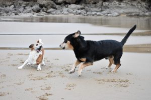 dos perros jugando en la arena de la playa