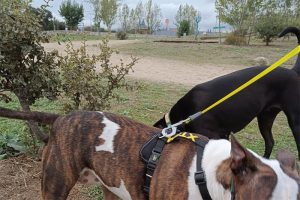 dos perros en el campo uno atado con una correa amarilla