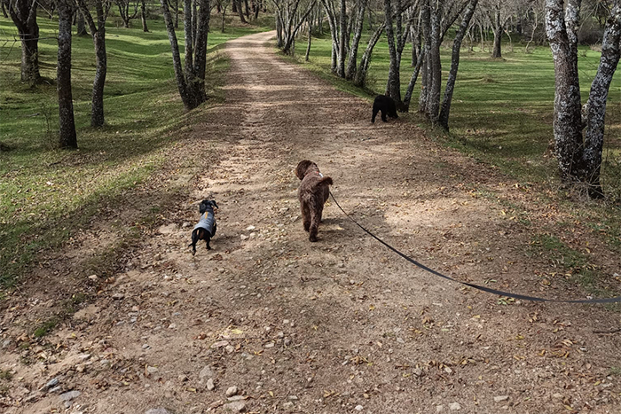 dos perros paseando por el campo uno suelto y otro con correa larga
