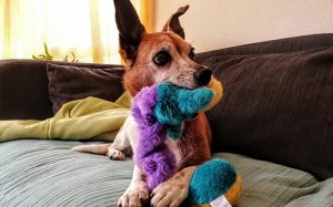 Perro jugando con un peluche encima del sofá como señal afiliativa